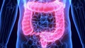 3d illustration of human Large intestine anatomy
