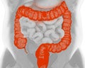 3D illustration of the human large intestine.