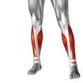 3D illustration human lower leg anatomy or anatomical and muscle Royalty Free Stock Photo