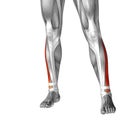 3D illustration human lower leg anatomy or anatomical and muscle Royalty Free Stock Photo