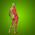 3D illustration of human or man with muscles for anatomy or health designs with articular or bones pain Royalty Free Stock Photo