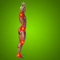 3D illustration of human or man with muscles for anatomy or health designs with articular or bones pain Royalty Free Stock Photo