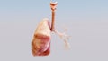 3d illustration of human respiratory system, healthy lung, Medically accurate,