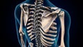 3d illustration of human skeleton axial bone anatomy. Royalty Free Stock Photo