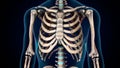 3d illustration of human skeleton axial bone anatomy. Royalty Free Stock Photo