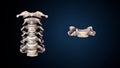 3d illustration of human skeleton cervical bone anatomy