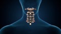 3d illustration of human skeleton cervical bone anatomy