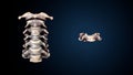 3d illustration of human skeleton cervical bone anatomy