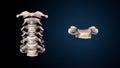 3d illustration of human skeleton cervical bone anatomy