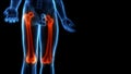 Human Skeleton System Femur Bone Joints Anatomy Royalty Free Stock Photo