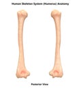 Human Skeleton System Humerus Posterior View Anatomy Royalty Free Stock Photo