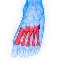 Human Skeleton System Metatarsal Bones Joint Anatomy