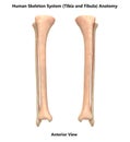 Human Skeleton System Tibia and Fibula Bones Anterior View Anatomy Royalty Free Stock Photo