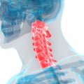 Human Skeleton System Vertebral Column Cervical Vertebrae Anatomy