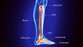 3D Illustration of Human Skeleton Tibia and Fibula Bones Royalty Free Stock Photo