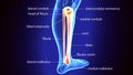 3D Illustration of Human Skeleton Tibia and Fibula Bones Royalty Free Stock Photo