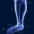 3D Illustration of Human Skeleton Tibia and Fibula Bones Royalty Free Stock Photo