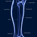 3D Illustration of Human Skeleton Tibia and Fibula Bones Royalty Free Stock Photo