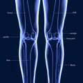 3D Illustration of Human Skeleton Tibia and Fibula Bones Royalty Free Stock Photo
