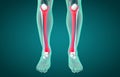3D illustration of Tibia, medical concept Royalty Free Stock Photo