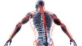 3d illustration of the human spine. backache. Back Bone. medical concept. Royalty Free Stock Photo