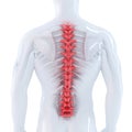 3d illustration of human spine. Isolated. Contains clipping path Royalty Free Stock Photo