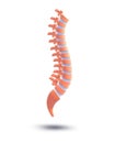 3d illustration of the human spine, symbolic graphic representation of the vertebrae