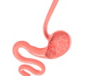 3D illustration of the human stomach with gases.