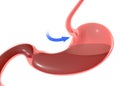 3D illustration of the human stomach, highlighting the duodenal sphincter and trachea.