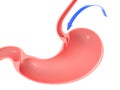 3D illustration of the human stomach, highlighting the duodenal sphincter and trachea.