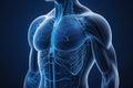 Detailed 3D Illustration of Blue Human Torso with Circulatory System and Organs on Black Background Royalty Free Stock Photo