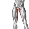 3D illustration human upper leg anatomy or anatomical and muscle Royalty Free Stock Photo