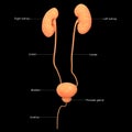 Human Kidneys, Urinary Bladder Anatomy with Detailed Labels