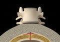 3D illustration of a human vertebra Royalty Free Stock Photo