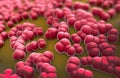 Hundreds of meningitis pathogens called menigococcus