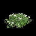 3d illustration of Iberis sempervirens bush isolated on black background