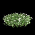 3d illustration of Iberis sempervirens bush isolated on black background