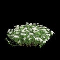 3d illustration of Iberis sempervirens bush isolated on black background