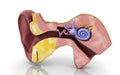 3D illustration of inner ear .Cochlea in color background