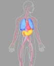 3D illustration internal organs human anatomy on gray background