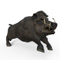 3d-illustration of an isolated battle boar animal really wild and dangerous