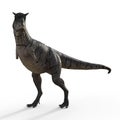 3d-illustration of an isolated dinosaur carnotaurus Royalty Free Stock Photo