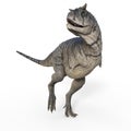 3d-illustration of an isolated dinosaur carnotaurus Royalty Free Stock Photo