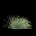 3d illustration of isolepis cernua bush isolated on black background Royalty Free Stock Photo