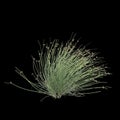 3d illustration of isolepis cernua bush isolated on black background Royalty Free Stock Photo