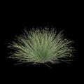 3d illustration of isolepis cernua bush isolated on black background Royalty Free Stock Photo