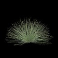 3d illustration of isolepis cernua bush isolated on black background Royalty Free Stock Photo