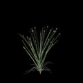 3d illustration of isolepis cernua bush isolated on black background Royalty Free Stock Photo