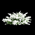 3d illustration of Juniperus sabina snow covered tree isolated on black background