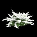 3d illustration of Juniperus sabina snow covered tree isolated on black background